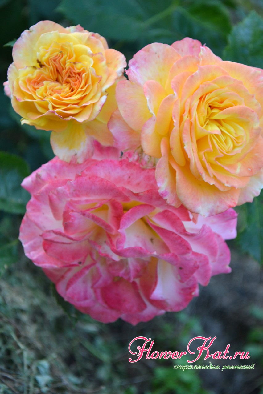 Различные цвета розы Гартеншпасс
