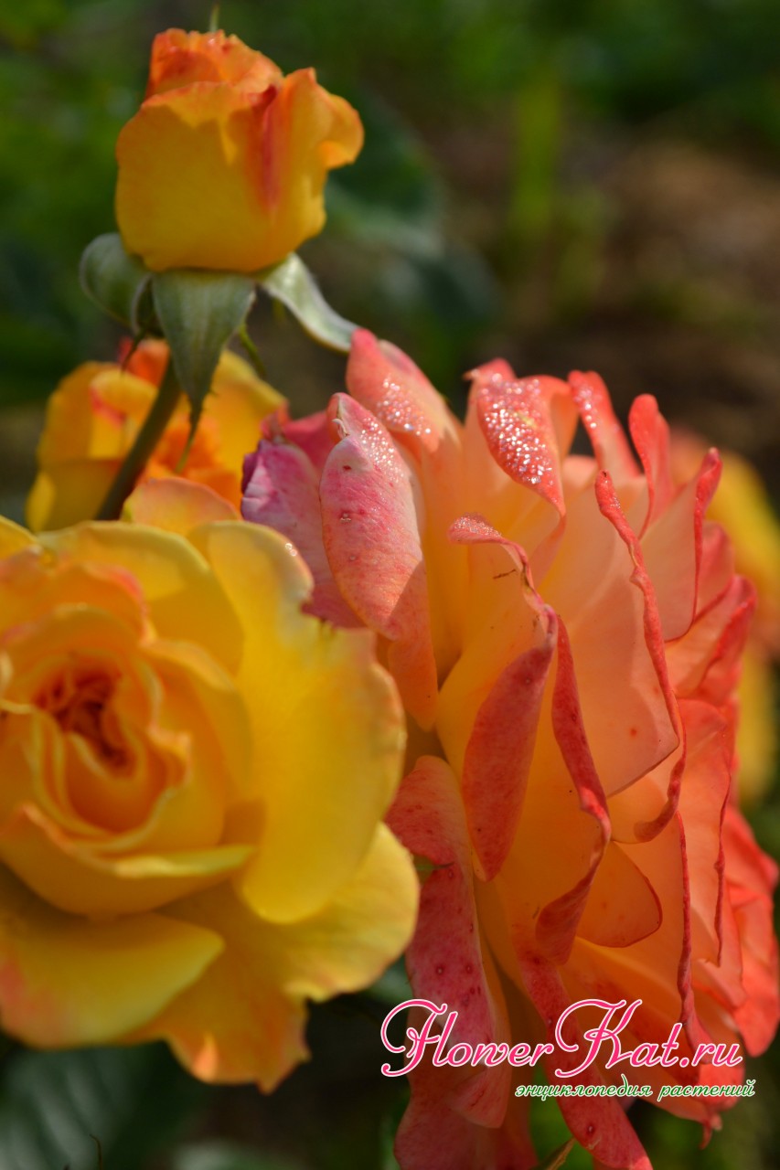 Цветение розы флорибунда Гартенспасс 