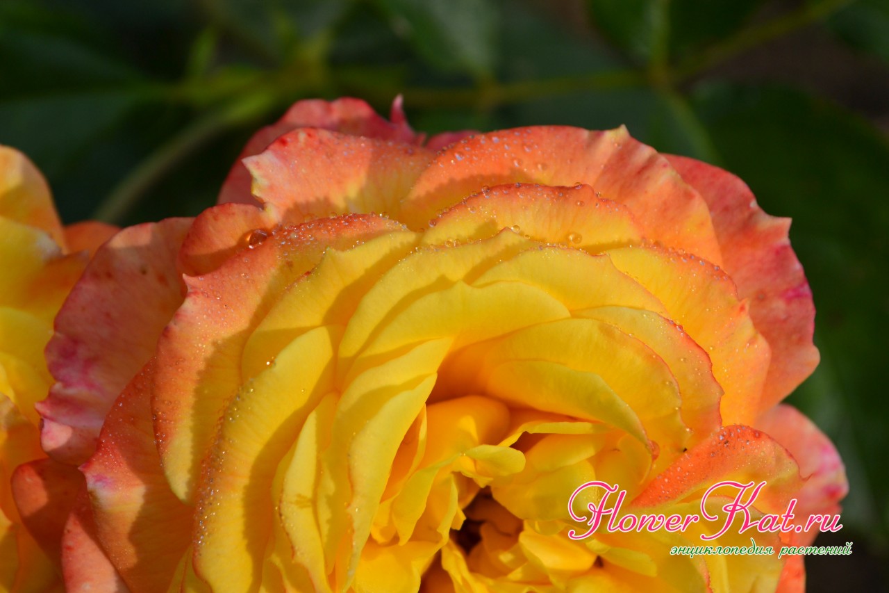 Фотография розы флорибунда Gartenspass 