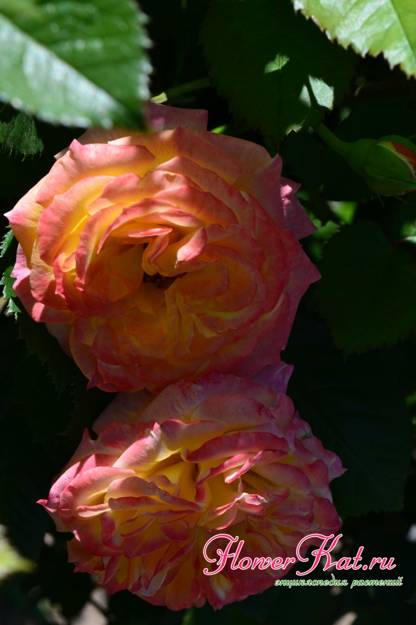 Роза флорибунда с совершенными бутонами
