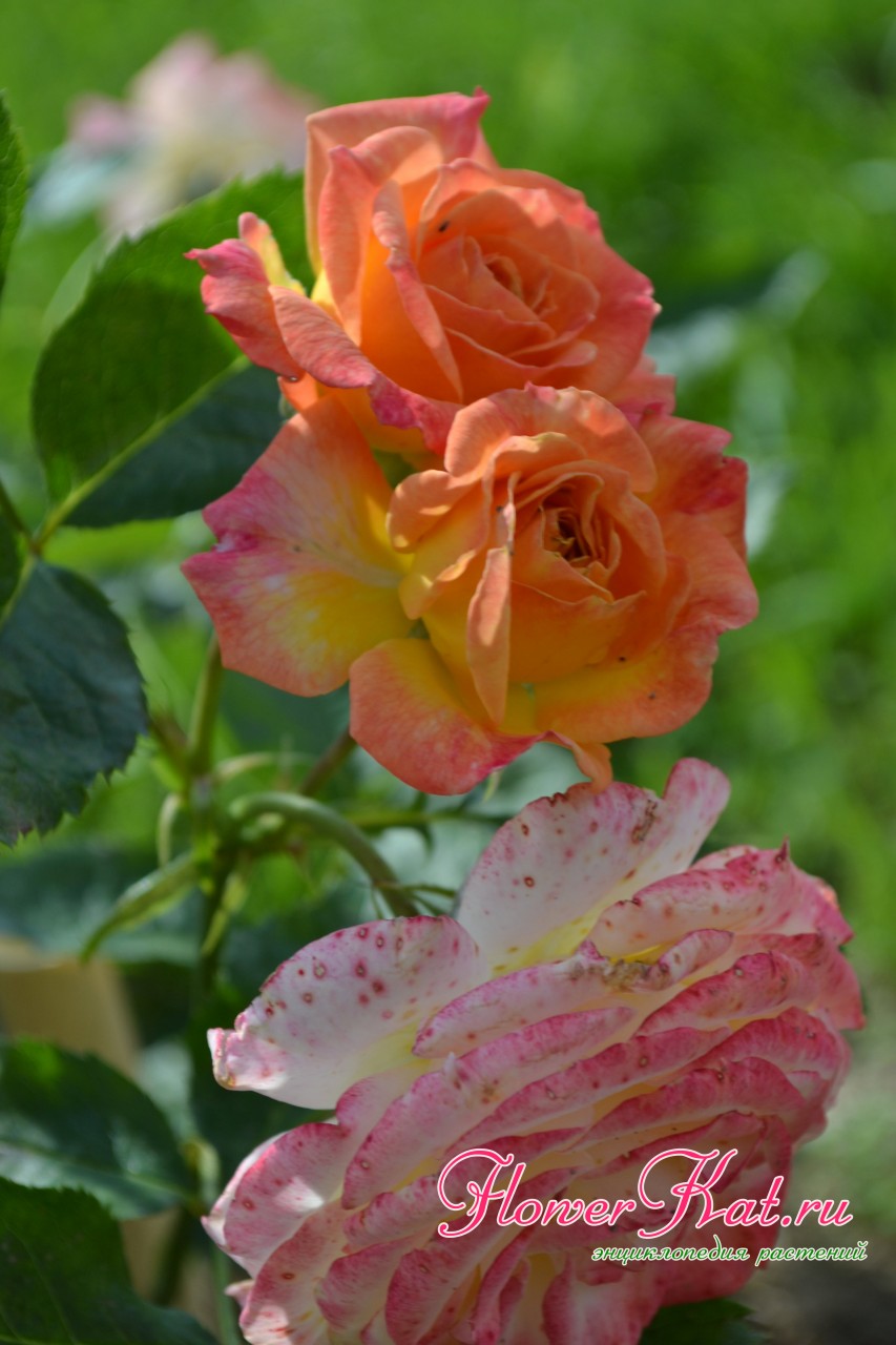 Флорибунда Гартеншпасс - роза, которая меняет цвет
