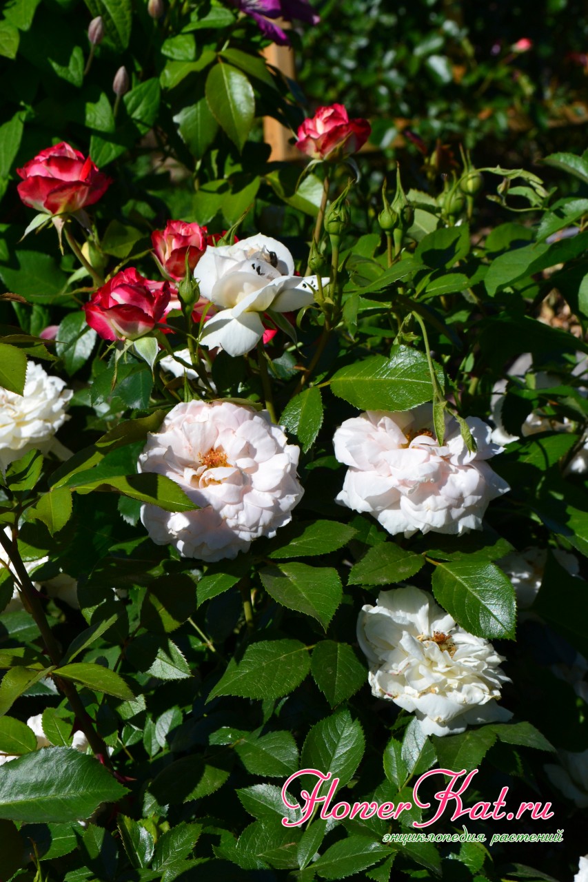 Фото конца цветения розы Лионс