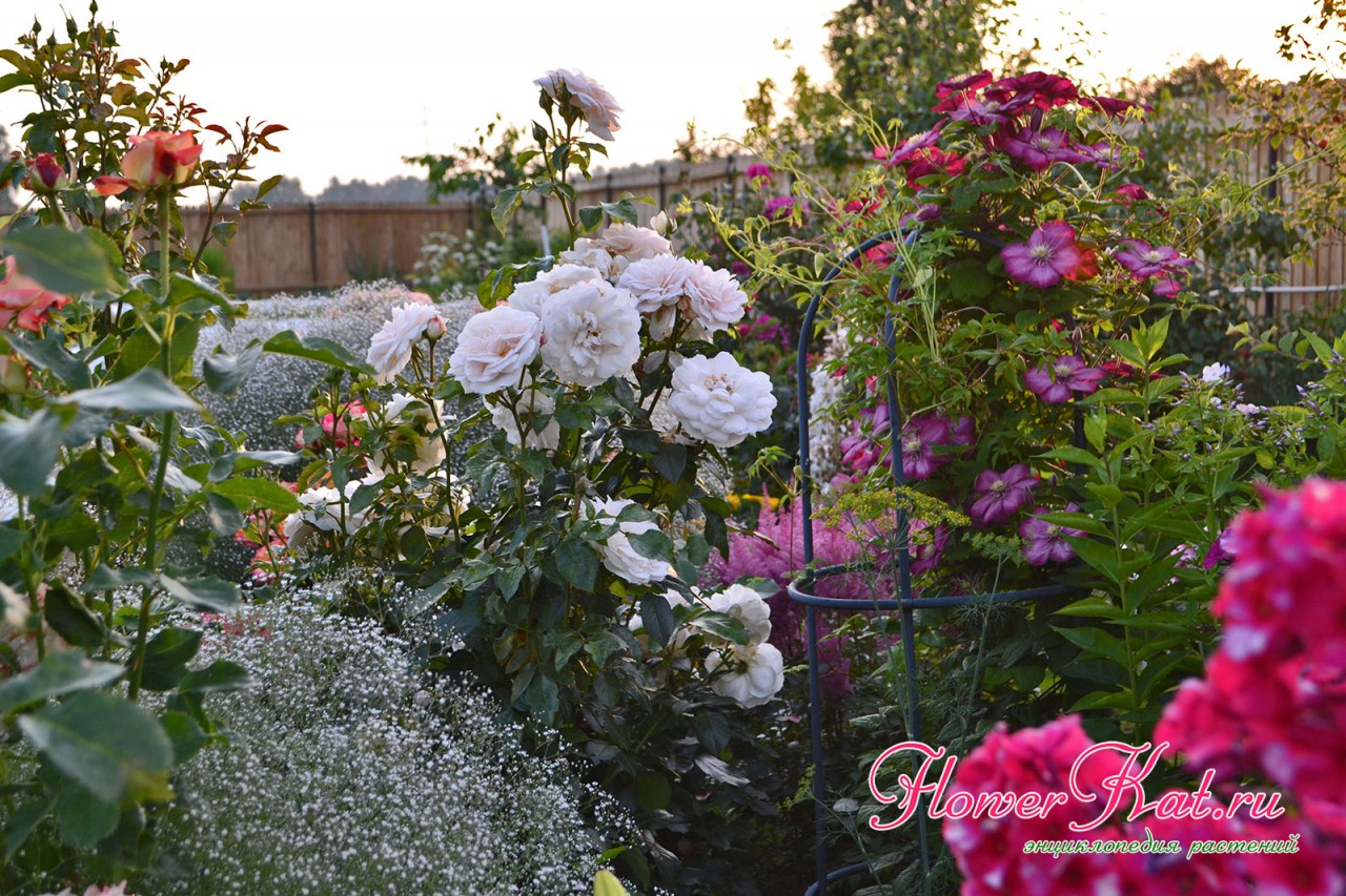 Фото розы Лионс Роуз в окружении других цветов