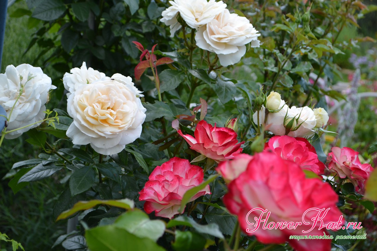 Фото распустившихся цветов розы флорибунда Лионс Роуз