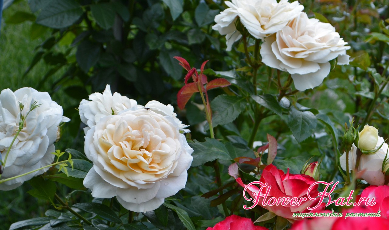 Роза Лионс - великолепные махровые цветы с абриковой подсветкой
