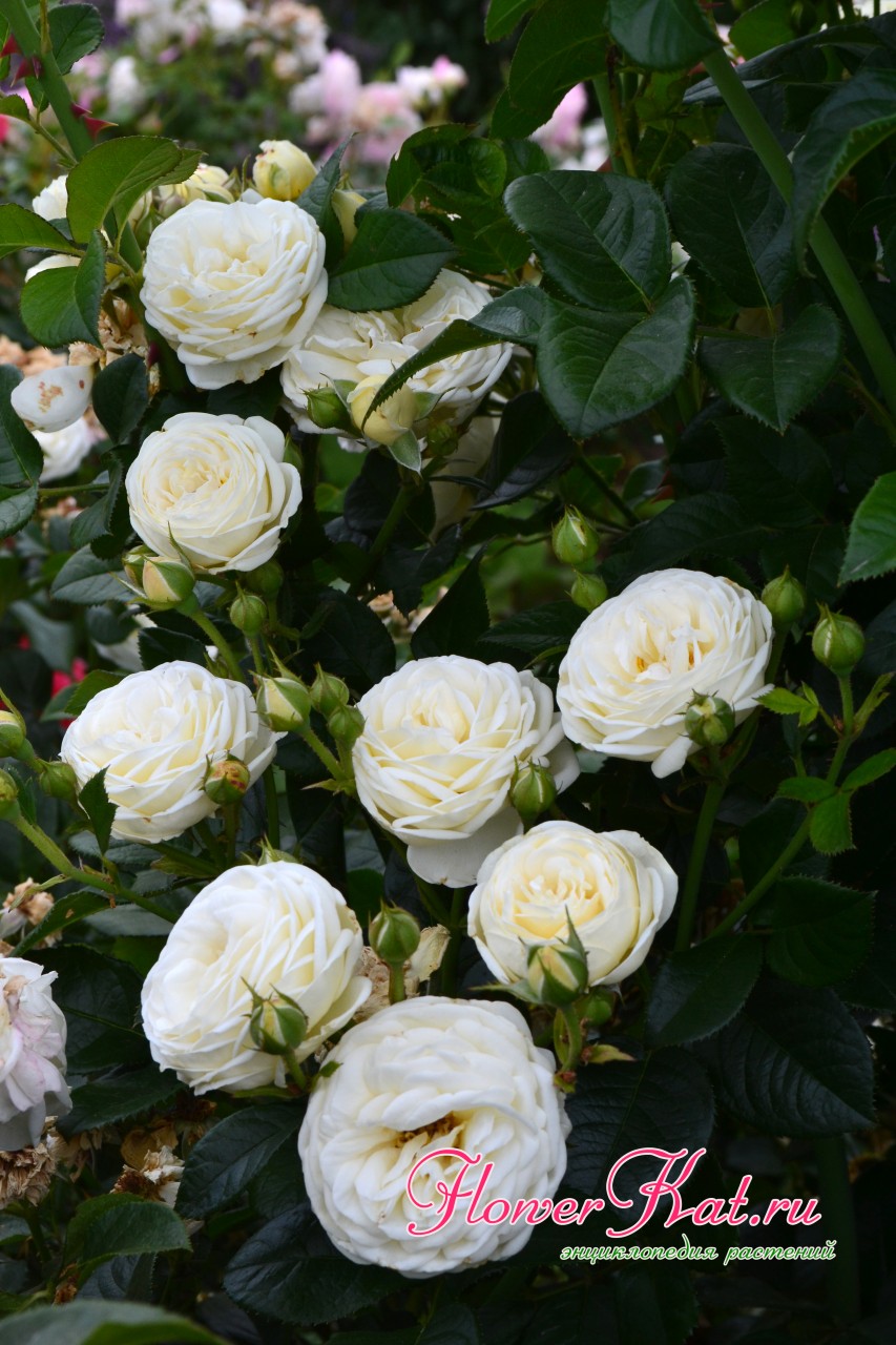 Сочетание цветов у розы шраба Артемис