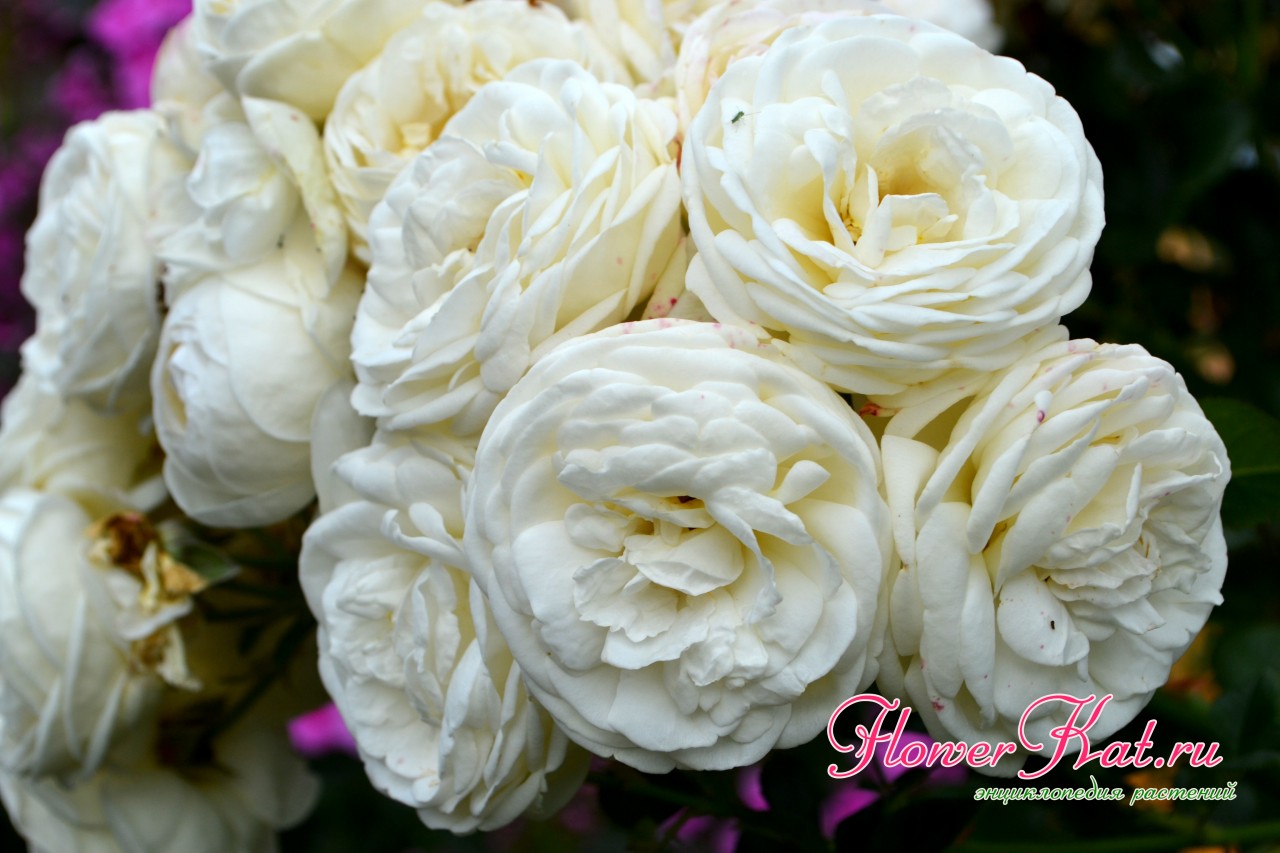 У розы шраба Артемис очень красивые плотные соцветия