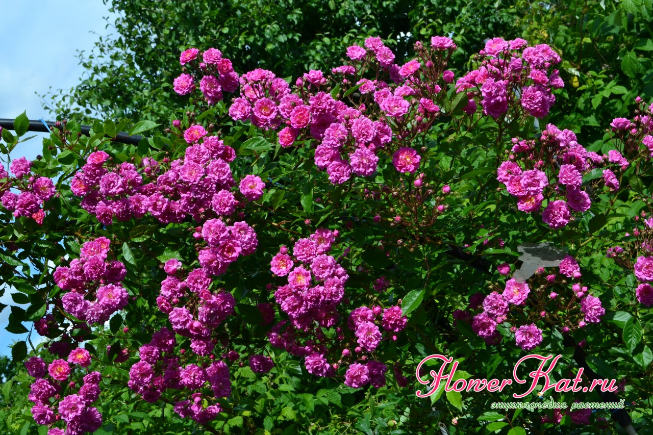 Высота куста  плетистой розы Вартбург - более трех метров
