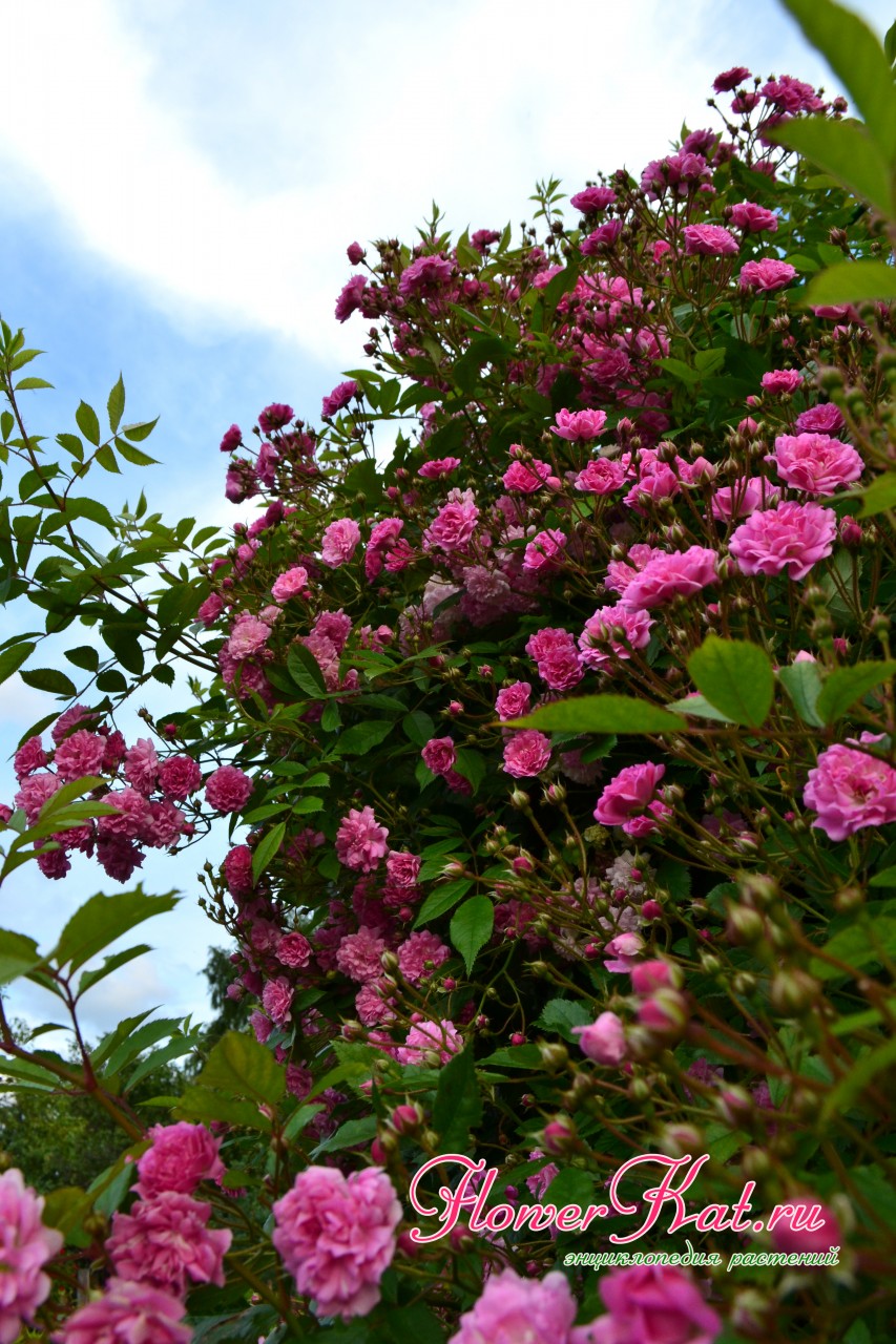 Плетистая роза с очень обильным цветением - Wartburg