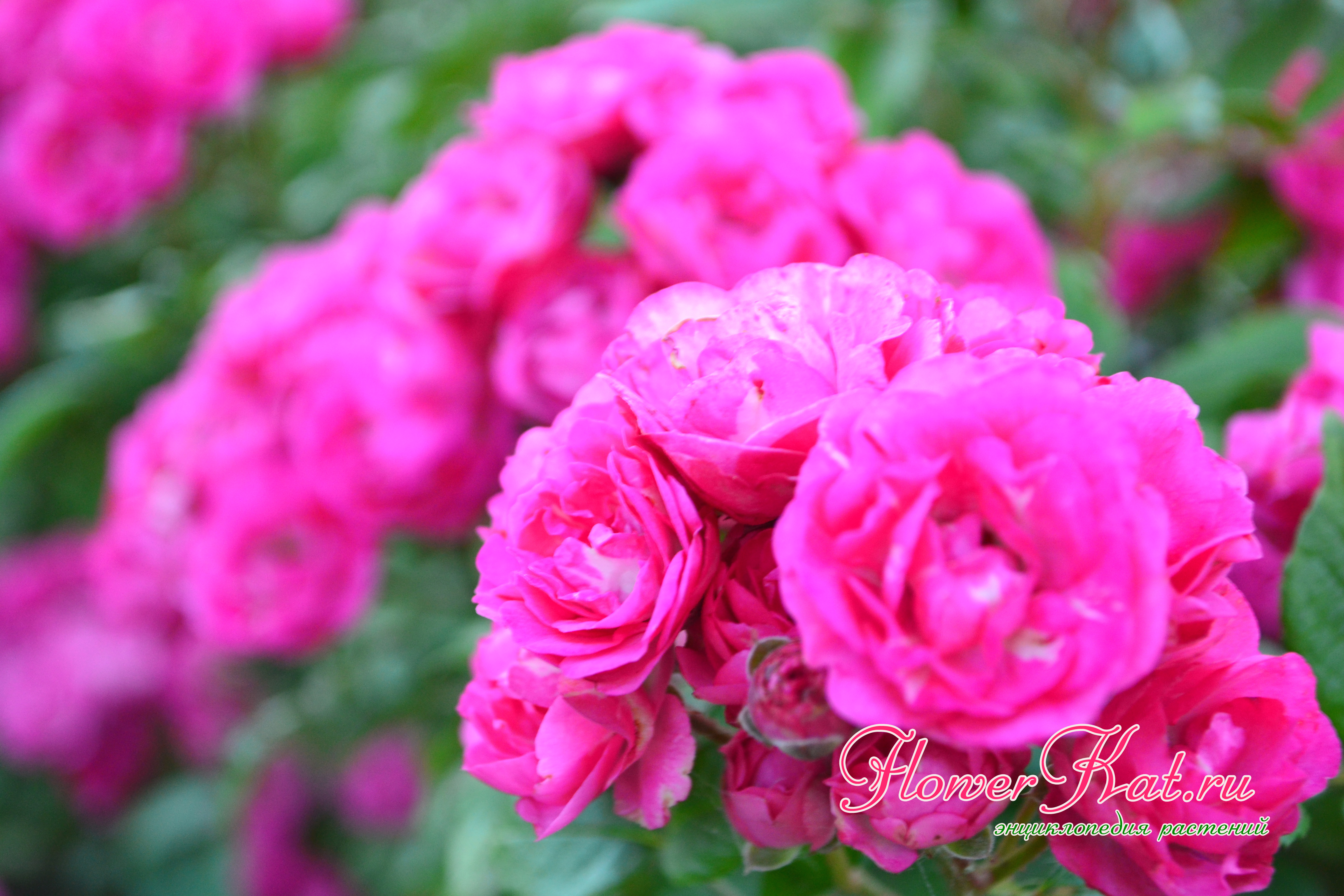 Роза Динки / Dinky - описание сорта - Энциклопедия - Всё о цветах для  Вашего сада