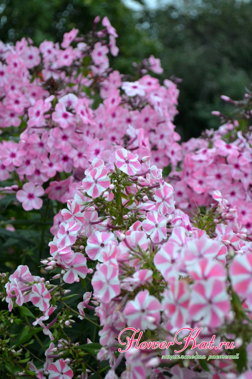 В соцветии Пепперминт Твист цветы располагаются очень плотно