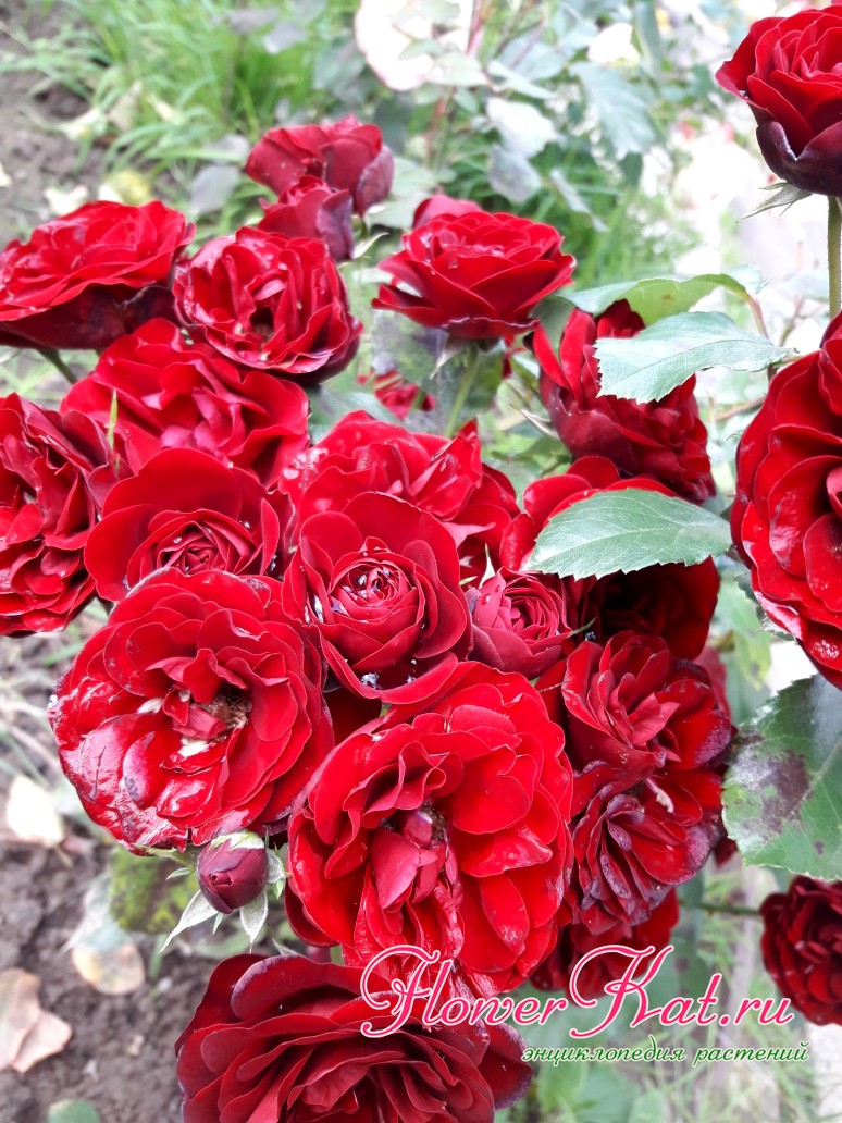 Соцветия розы Lavaglut - фото