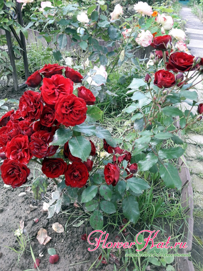 Кустовая роза флорибунда Lavaglut