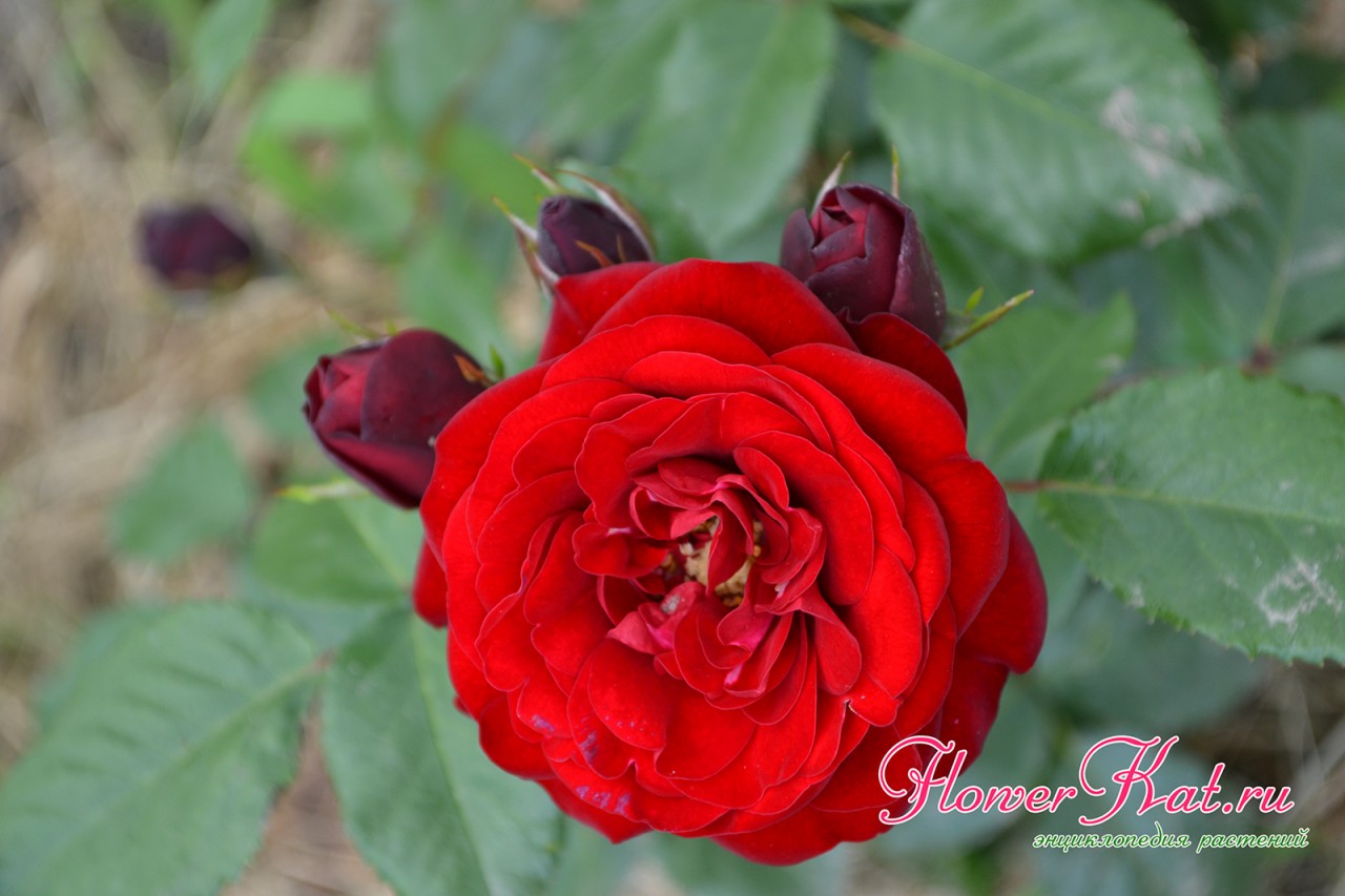 Роза Lavaglut - яркие лепестки насыщенно красный цвет