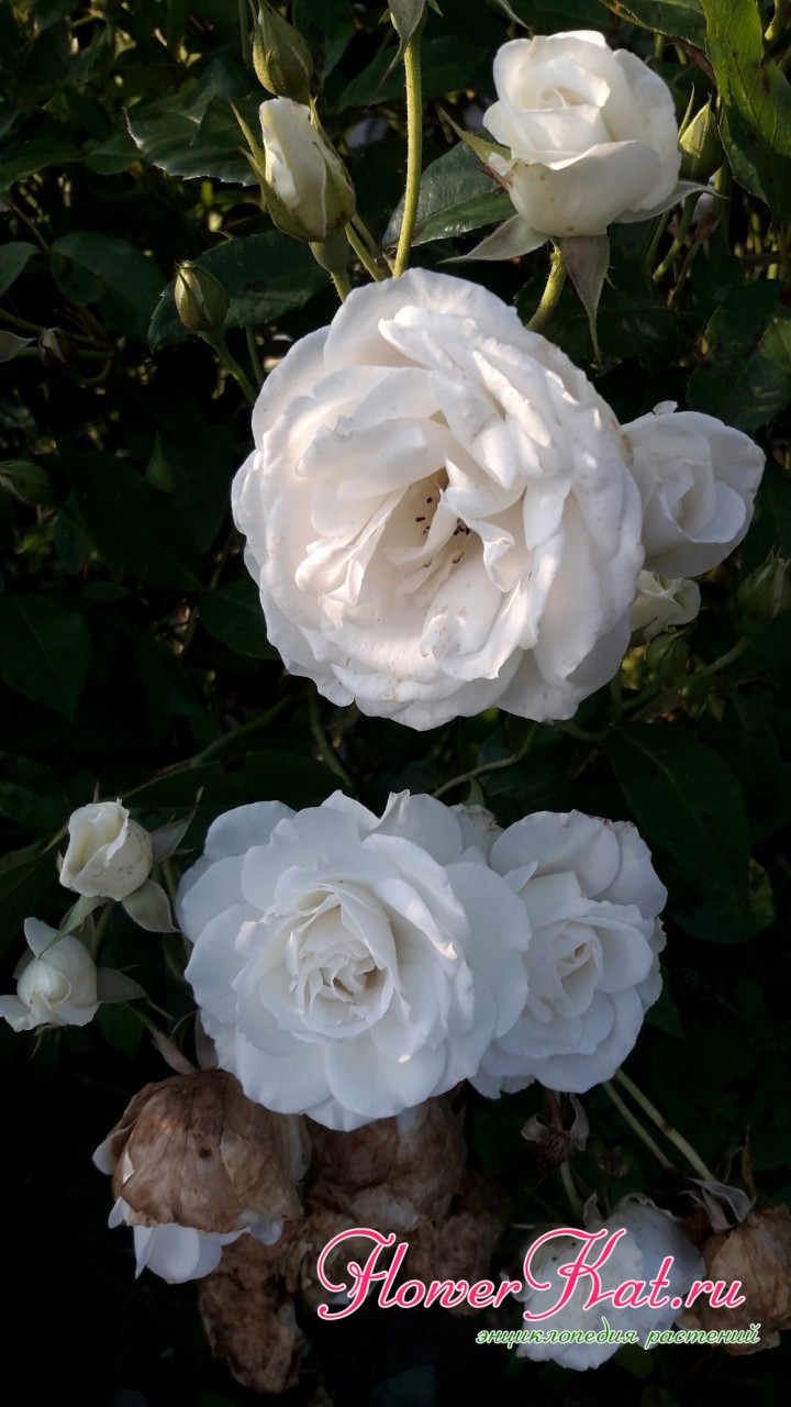 Все стадии цветения розы Айсберг на одном фото