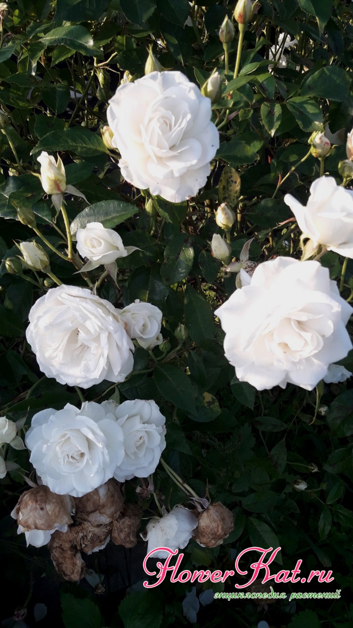 Куст розы флорибунда Шнеевитхен