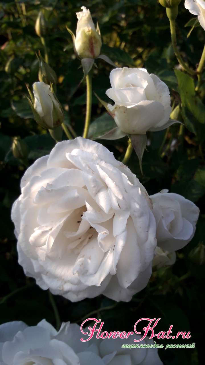 Фотография одной цветущей ветки розы Шнеевитхен