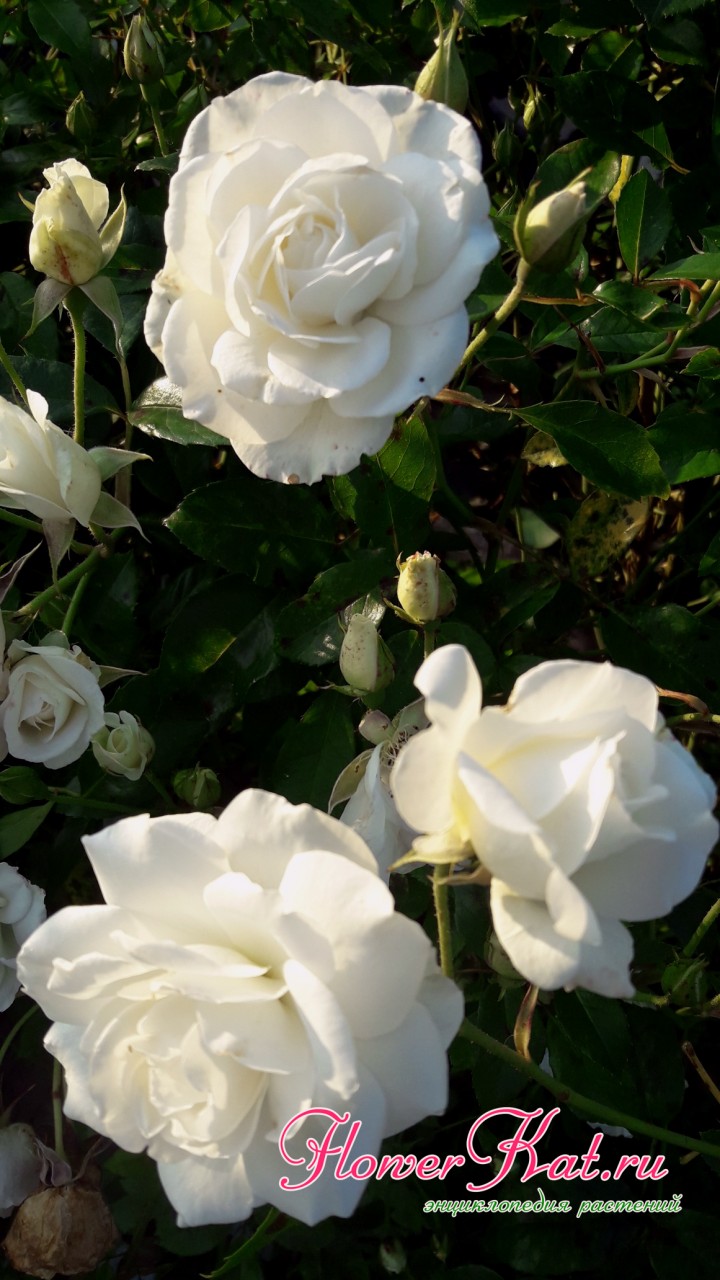 Характеристика и описание розы Шнеевитхен (Schneewittchen) с фото и отзывы садоводов