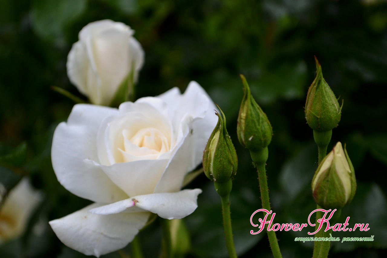 Роза Шнеевитхен идеально белые цветы