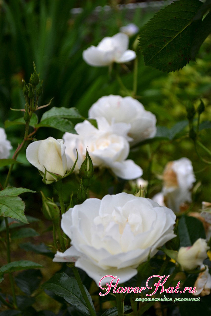 Шнеевитхен - белоснежка среди роз