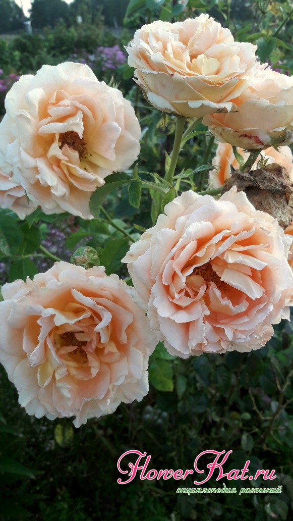 Цветы розы Полька незначительно выгорают на солнце 
