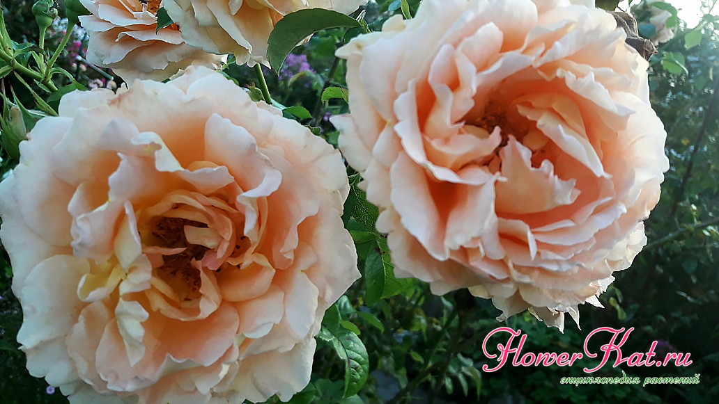 Персиковый оттенок цветов розы Полька