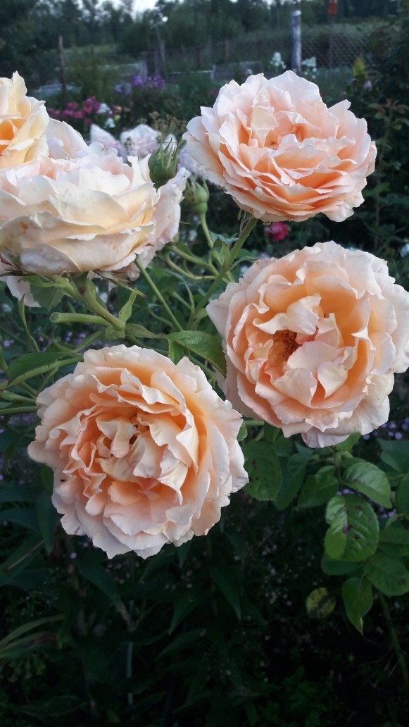 Цветение розы Полька - крупные цветы