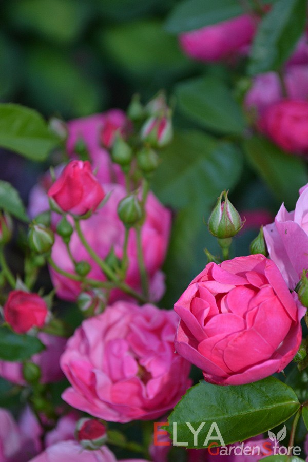 Фото цветения розы Анжела крупным планом