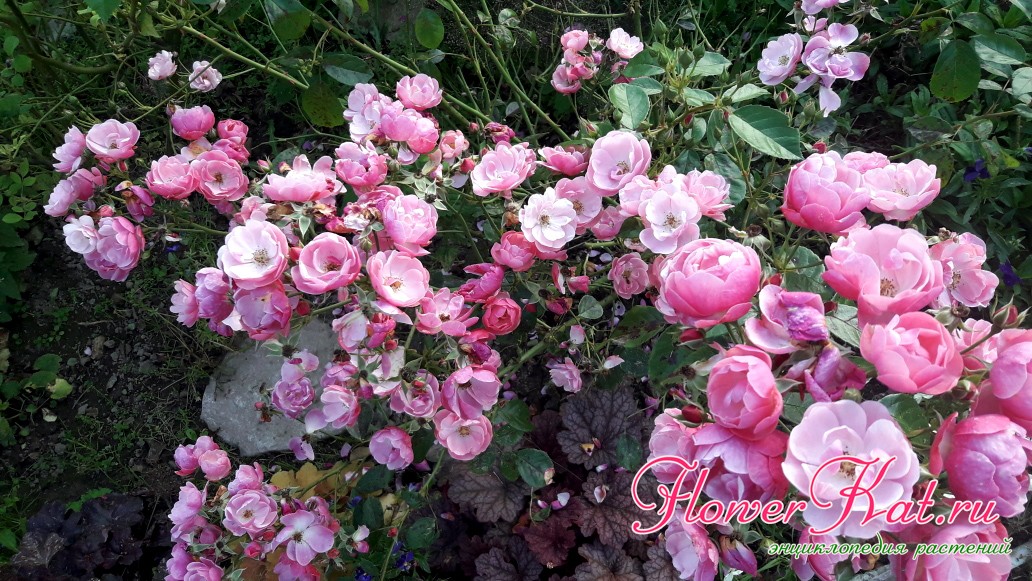 Фото куста розы Анжела