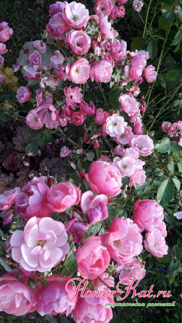 Изменение окраски лепестков розы Анжела