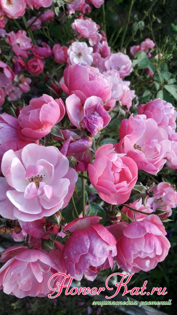 Цветы роза флорибунда Анжела