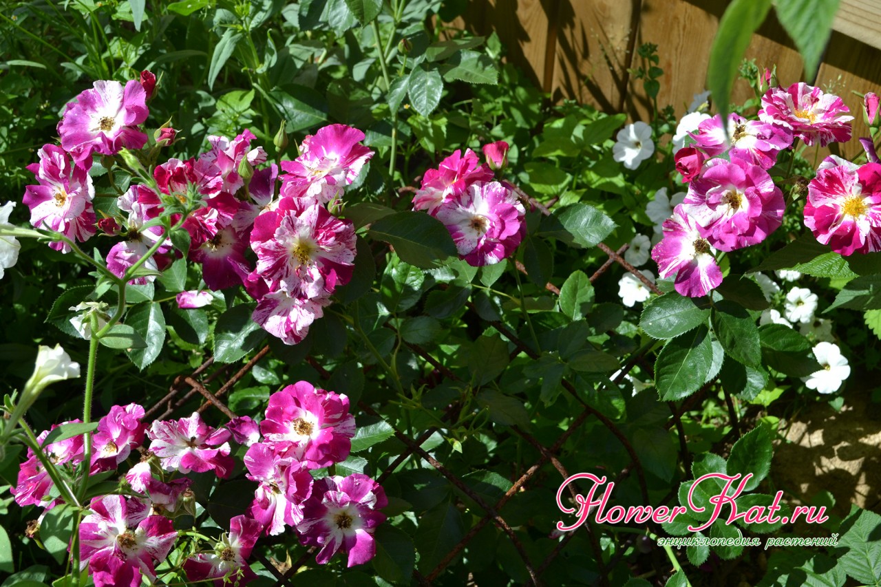 Фото цветущего куста розы Перпл Сплэш
