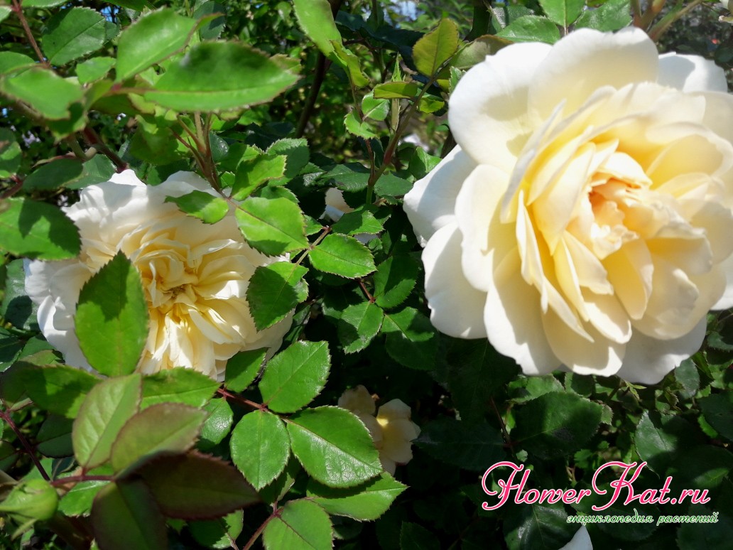 Фотография цветка Крокус Роуз крупным планом