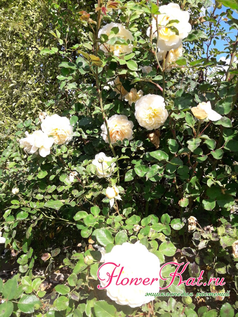 Высота розы Крокус Роуз
