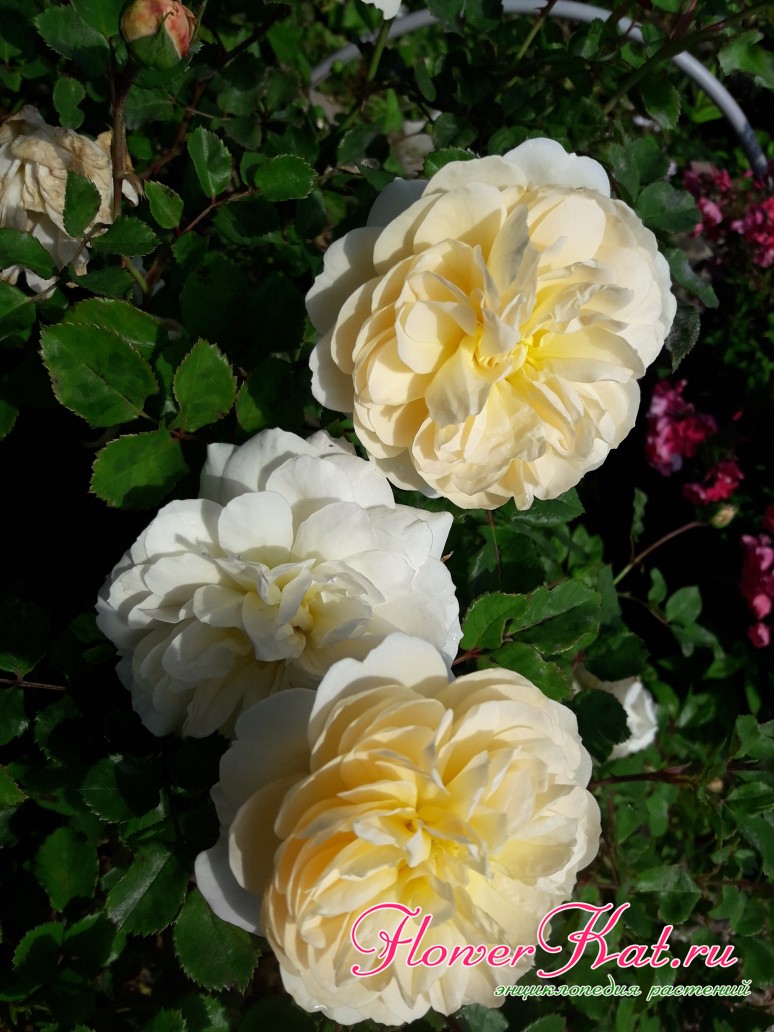 Желтые лепестки розы Крокус Роуз