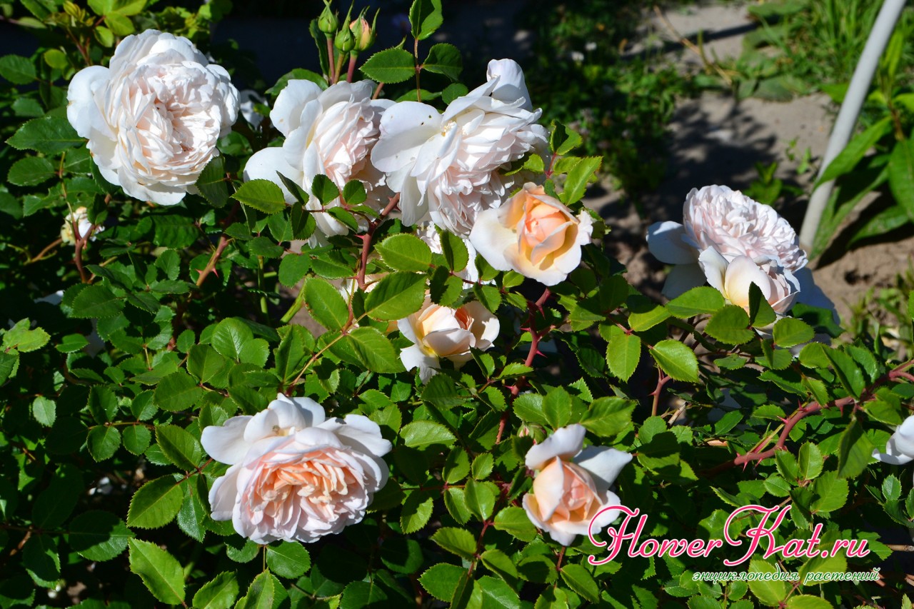 Роза Крокус Роуз / Crocus Rose описание сорта
