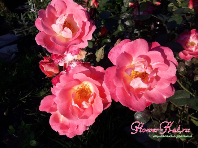 Фото обильного цветения розы герцогиня Фредерика