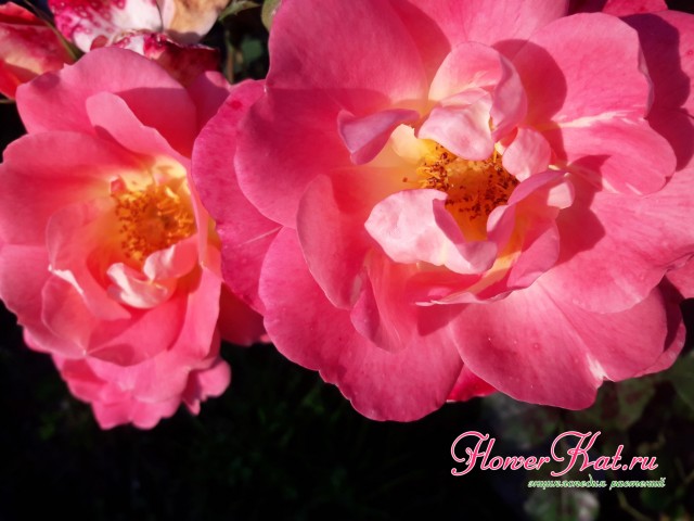 Фото цветов розы Герцогиня Фредерика вблизи