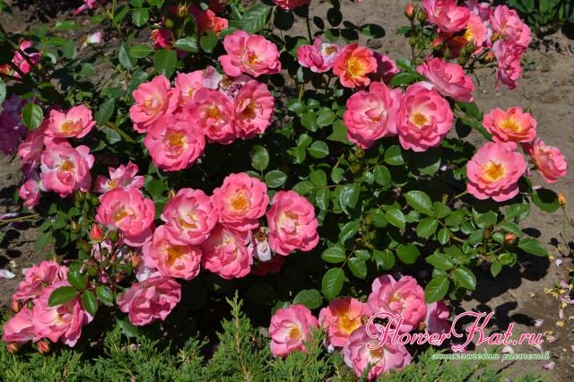 Цветовые переходы на цветах розы Герцогиня Фредерика