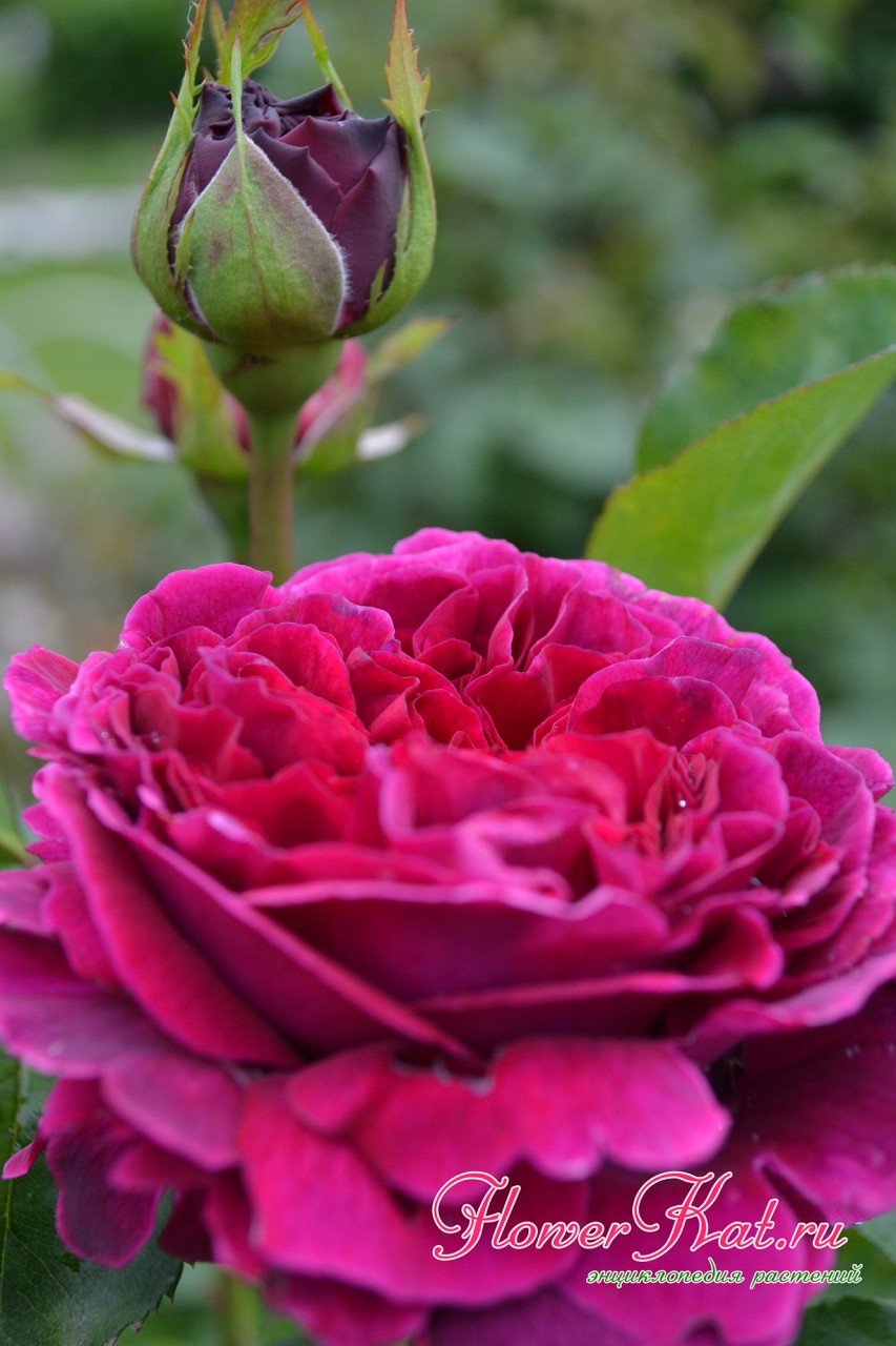 Изменение цвета розы Фальстаф