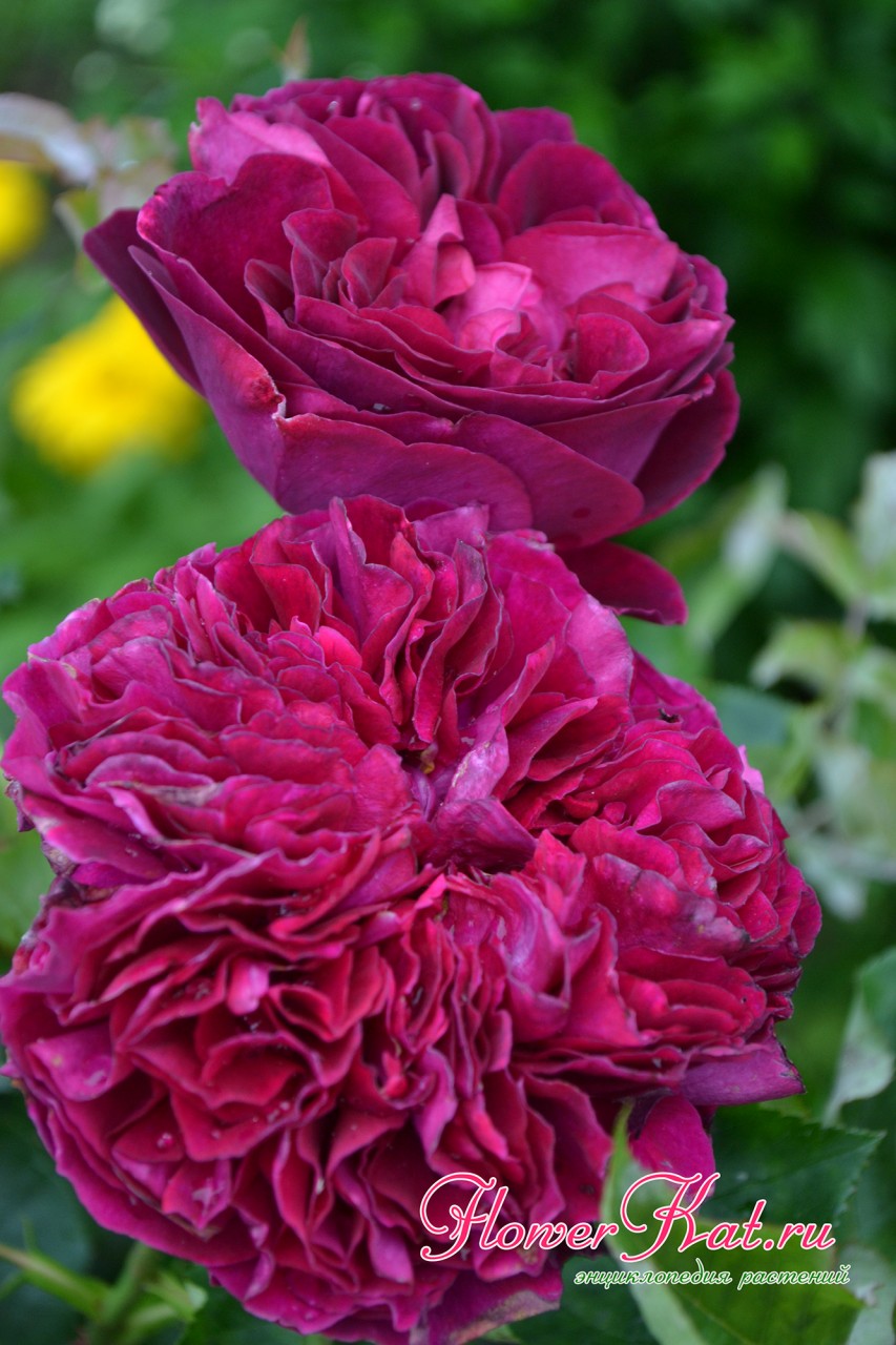 Роза Фальстаф (Falstaff): описание сорта с фото и отзывы садоводов