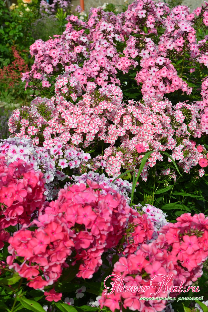 Фото сочетания цветов метельчатого флокса