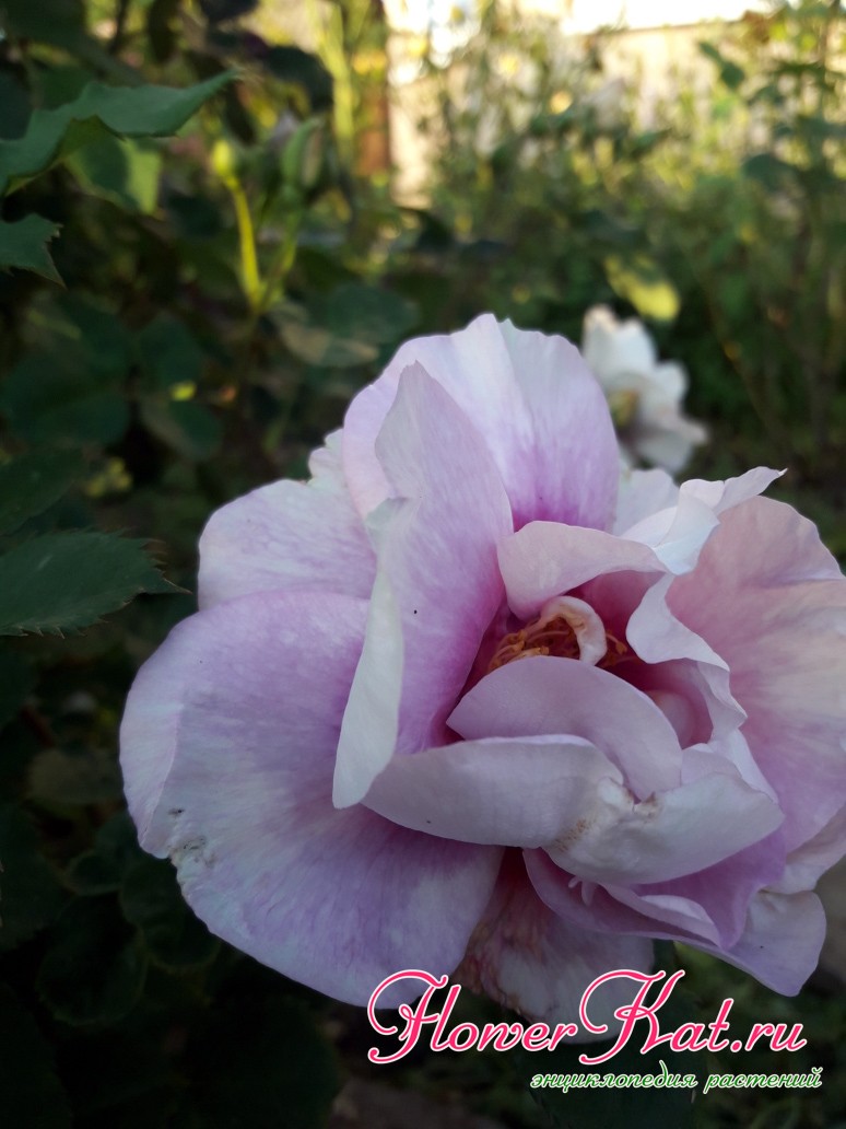 Фото нераскрывшегося цветка розы Айз фо Ю крупным планом