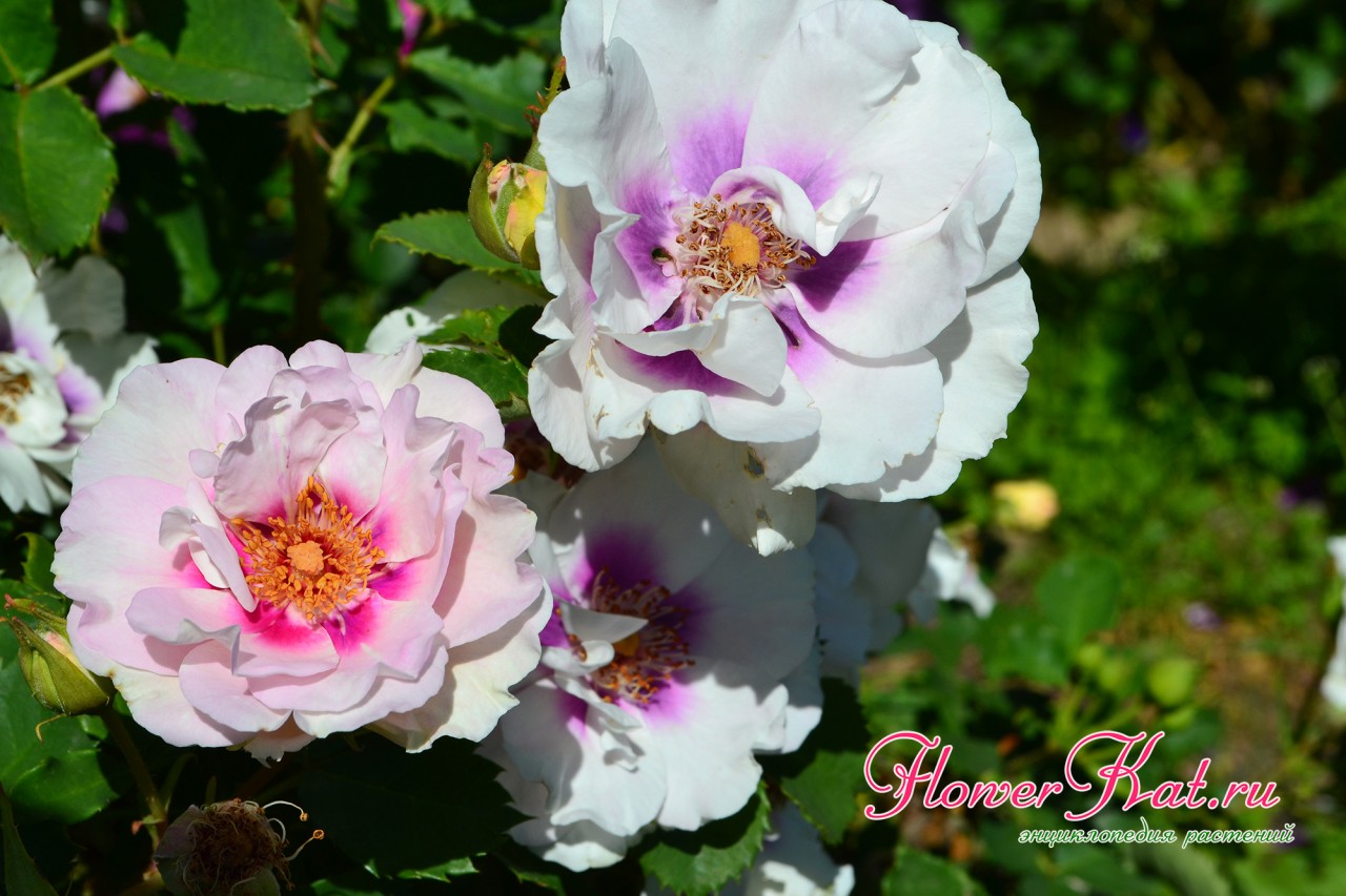 Белый, розовый лиловый - оттенки на лепестках розы Айс Фо Ю