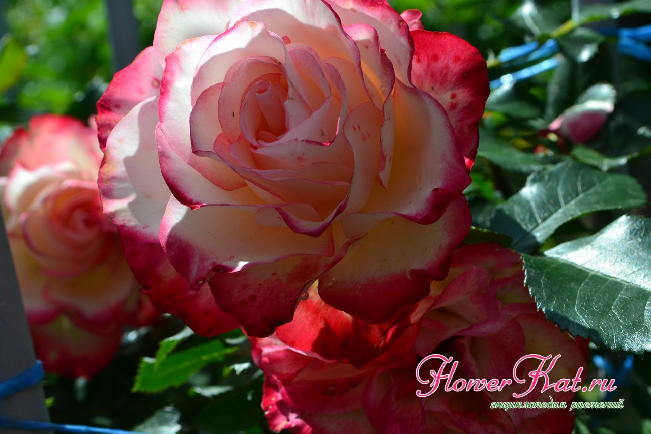 Вариации цвета розы Принц Монако