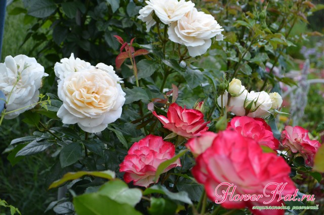 Сочетание цветов розы Принц Монако