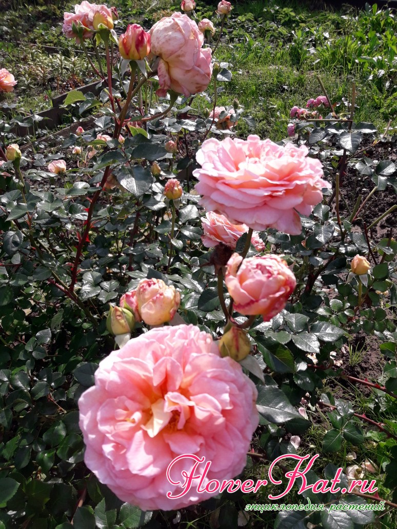 Фото цветения розы Абрахам Дерби