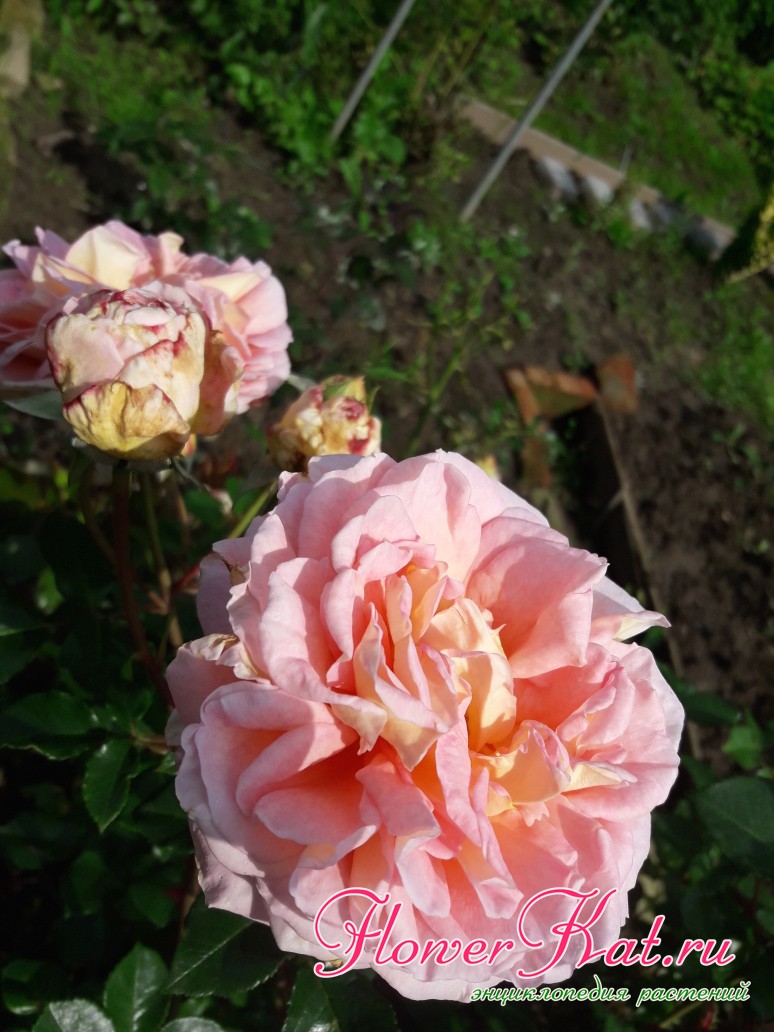 Чашеобразная форма розы Абрахам Дерби