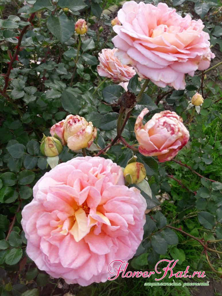 Роза Абрахам Дерби цветет очень обильно