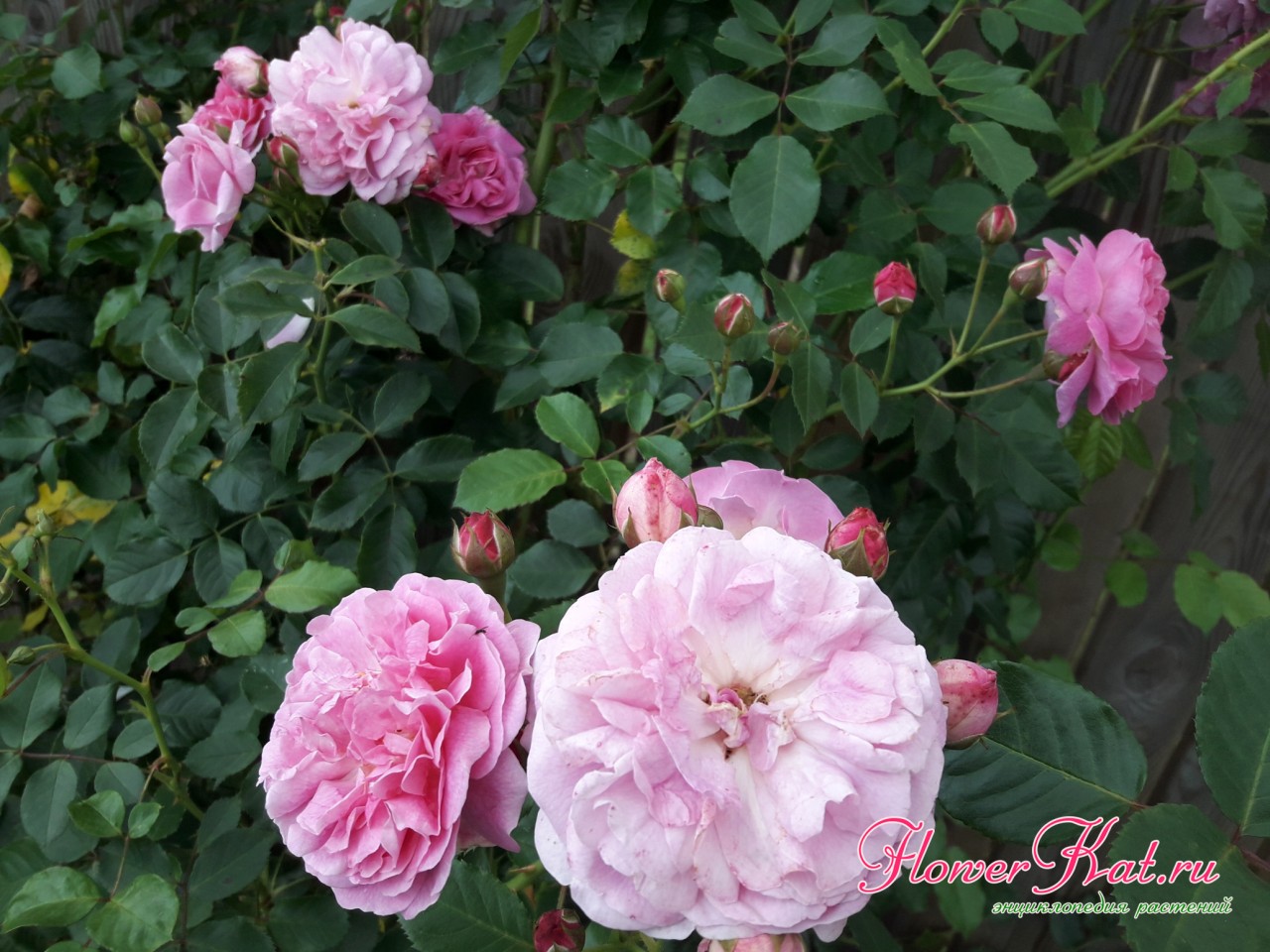 Фотография листвы розы Лавендер лесси